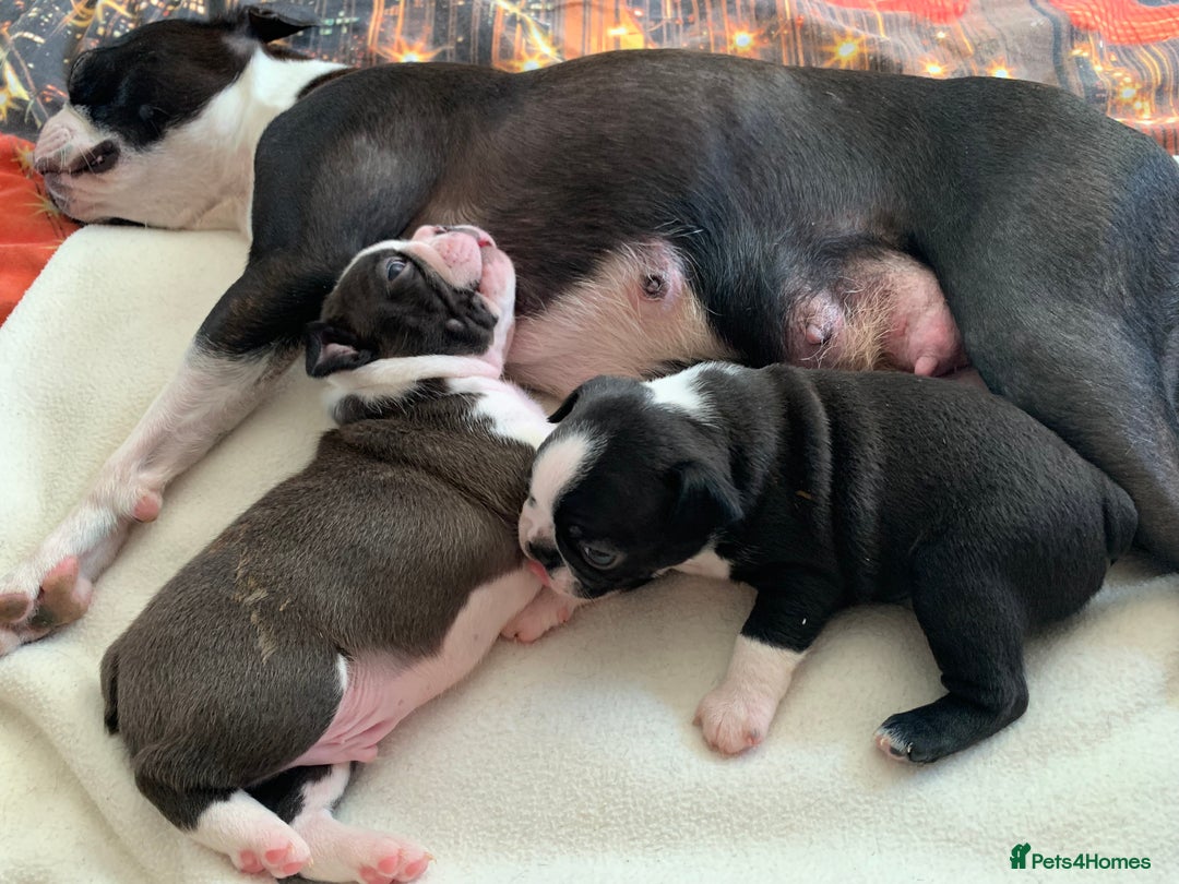 Boston Terrier dogs for sale: KC Registered 🐕❤️🏠 Puupy 🐕💙🏠Boston Terrier  - Image 17