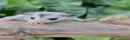 Sugar Glider rodents for sale: 🎀 Beautiful Female Sugar Glider 🎀 - Advert 1