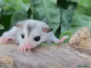 Sugar Glider rodents 🎀 Beautiful Female Sugar Glider 🎀 - Advert 1