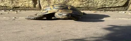 Tortoise reptiles for sale: Horsfield tortoises for loving new home in Huddersfield - Advert 3