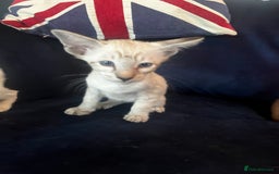 Siamese cats for sale: Siamese kittens - Image 3