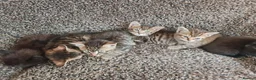 Mixed Breed cats for sale: Kittens for sale  - Advert 32