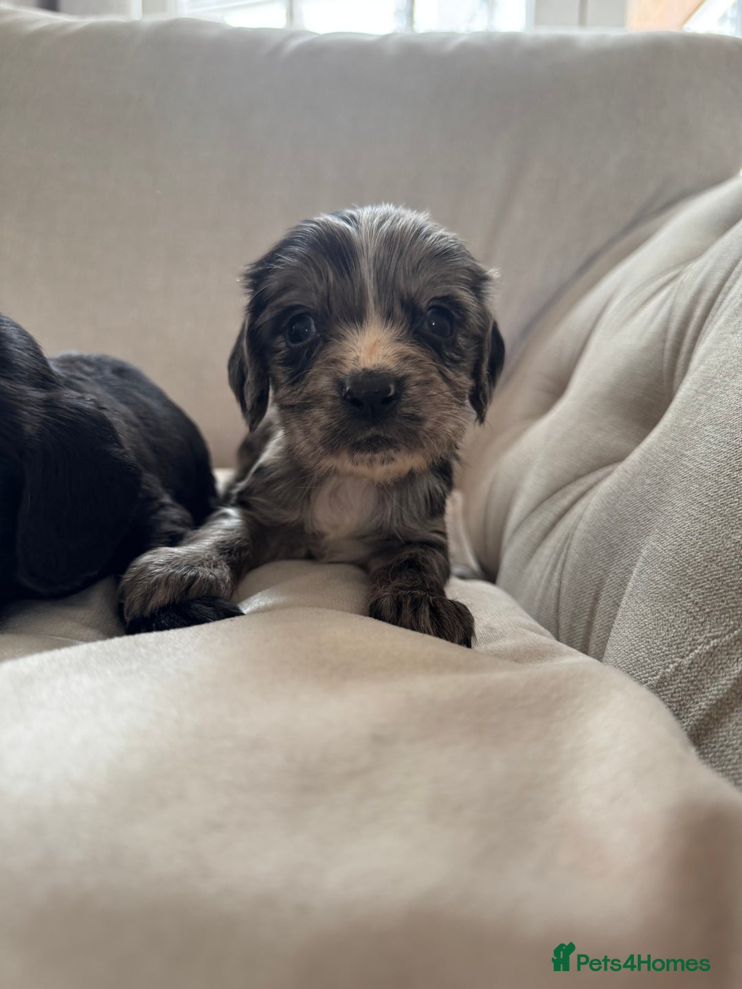 Cocker Spaniel dogs for sale: DNA Health Tested Merle Cocker Spaniel Puppies - Image 22