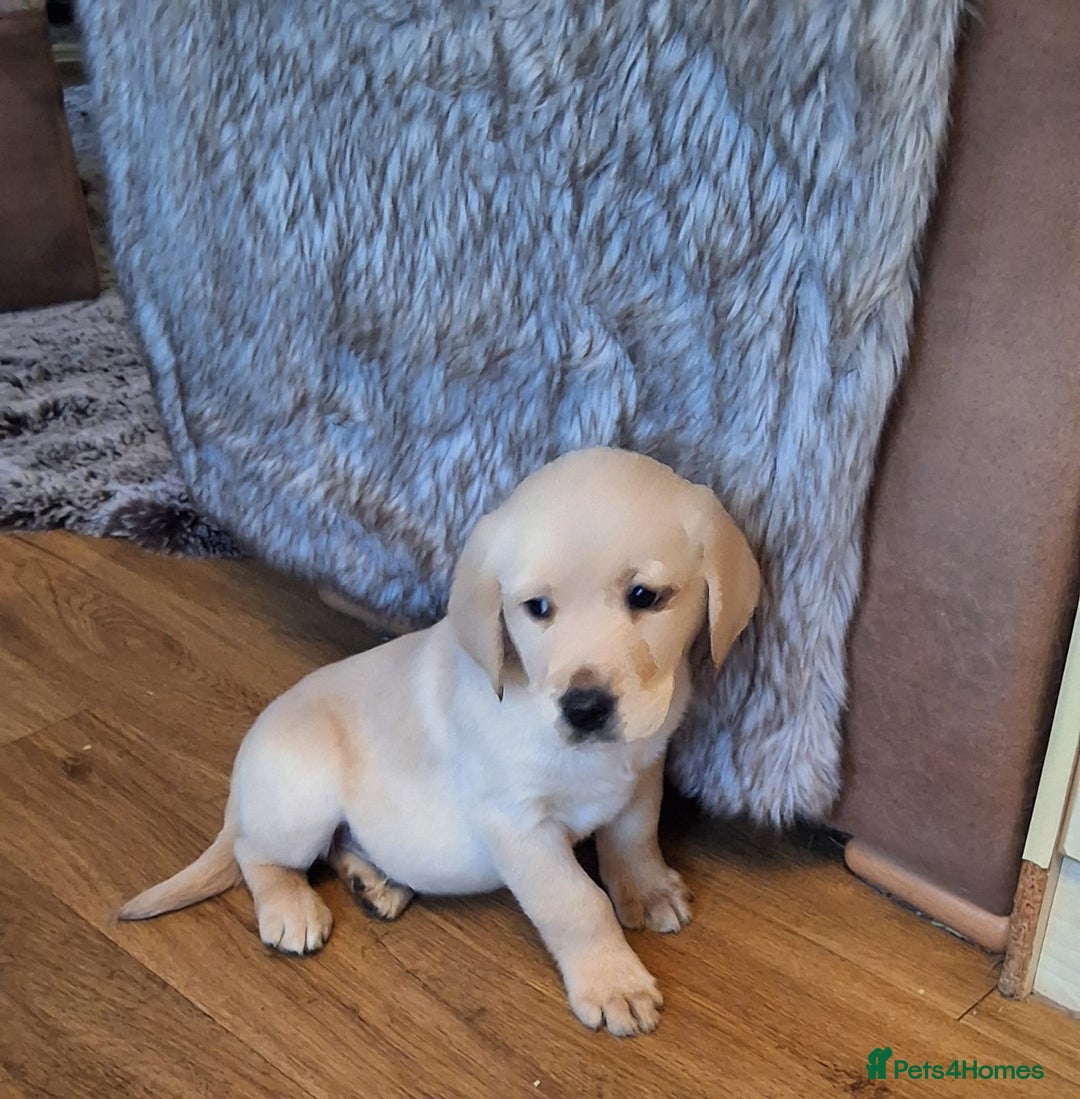 Goldador dogs for sale: Goldador puppies  - Advert 26