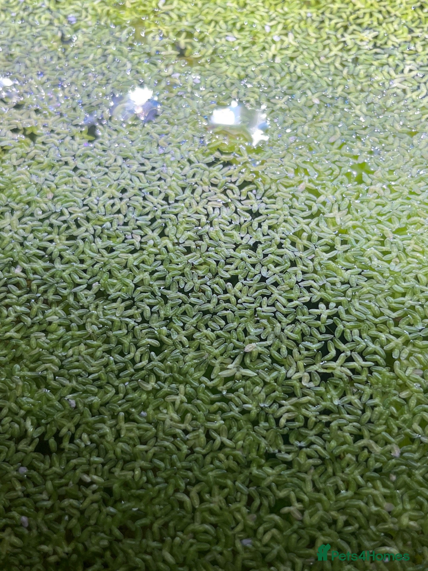 Other/Mixed Breed fish Live duckweed for aquariums and ponds - Advert 2