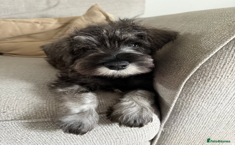 Miniature Schnauzer dogs - Advert 15