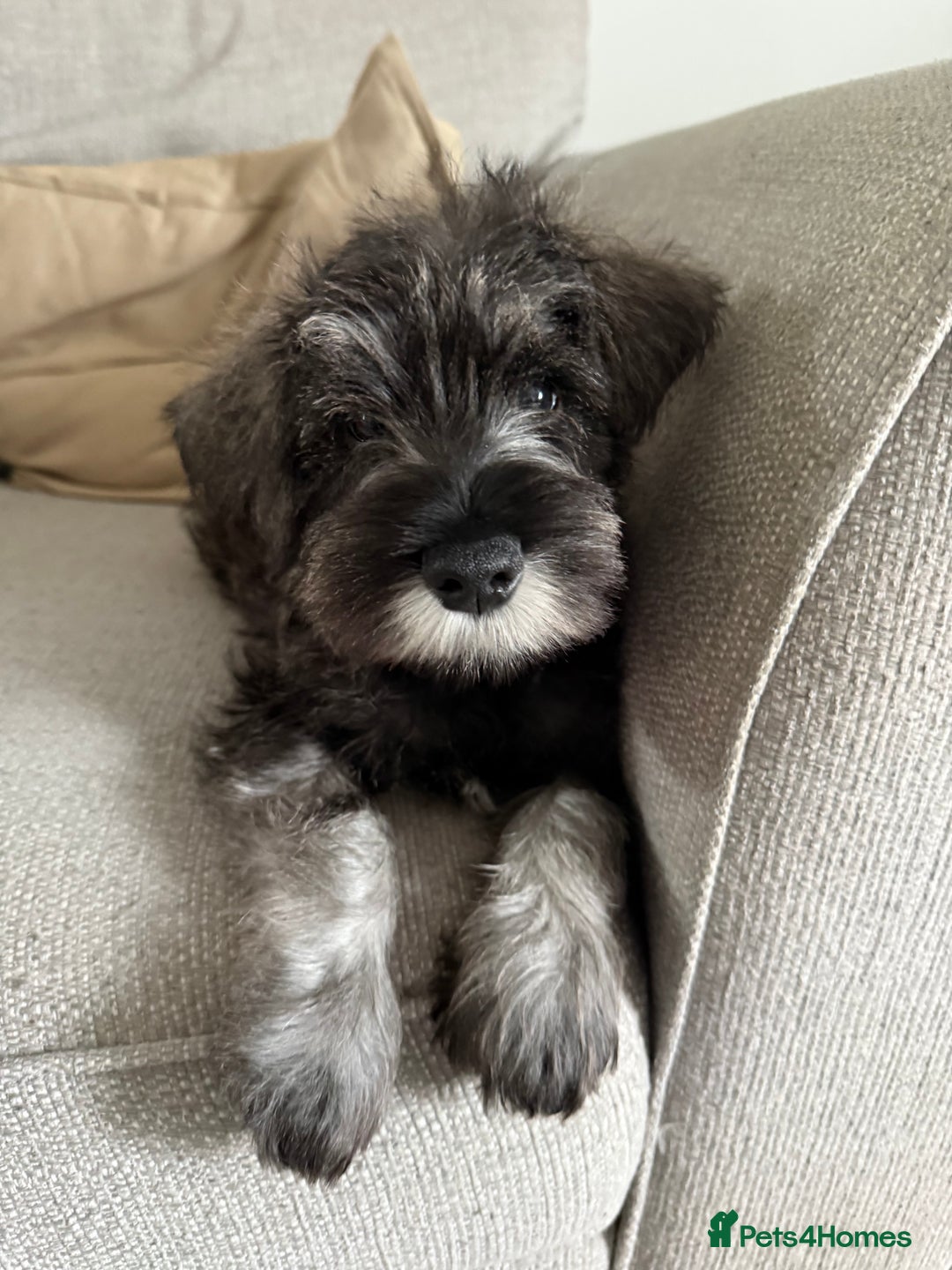 Miniature Schnauzer dogs for sale: Ready for our forever home’s miniature schnauzers  - Image 1