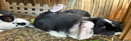 Mixed Breed rabbits for sale: Mixed lop (need homes this week) - Advert 4