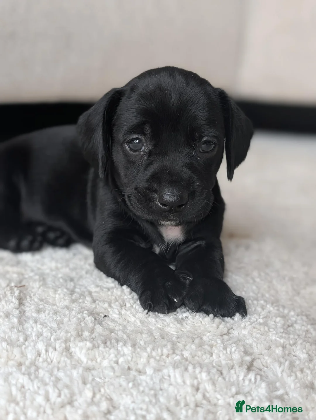 Springador dogs for sale: Springador puppy for sale - Advert 4