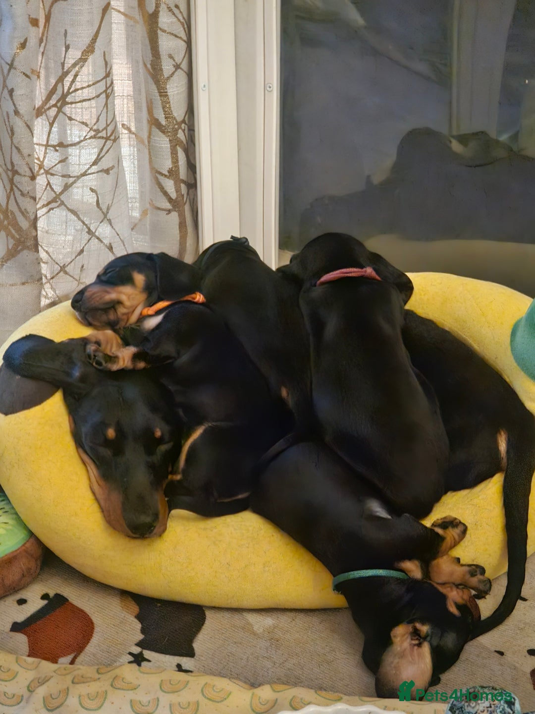 Miniature Dachshund dogs for sale: Exceptional pedigree miniature Dachshunds  - Image 16