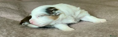 Lulu