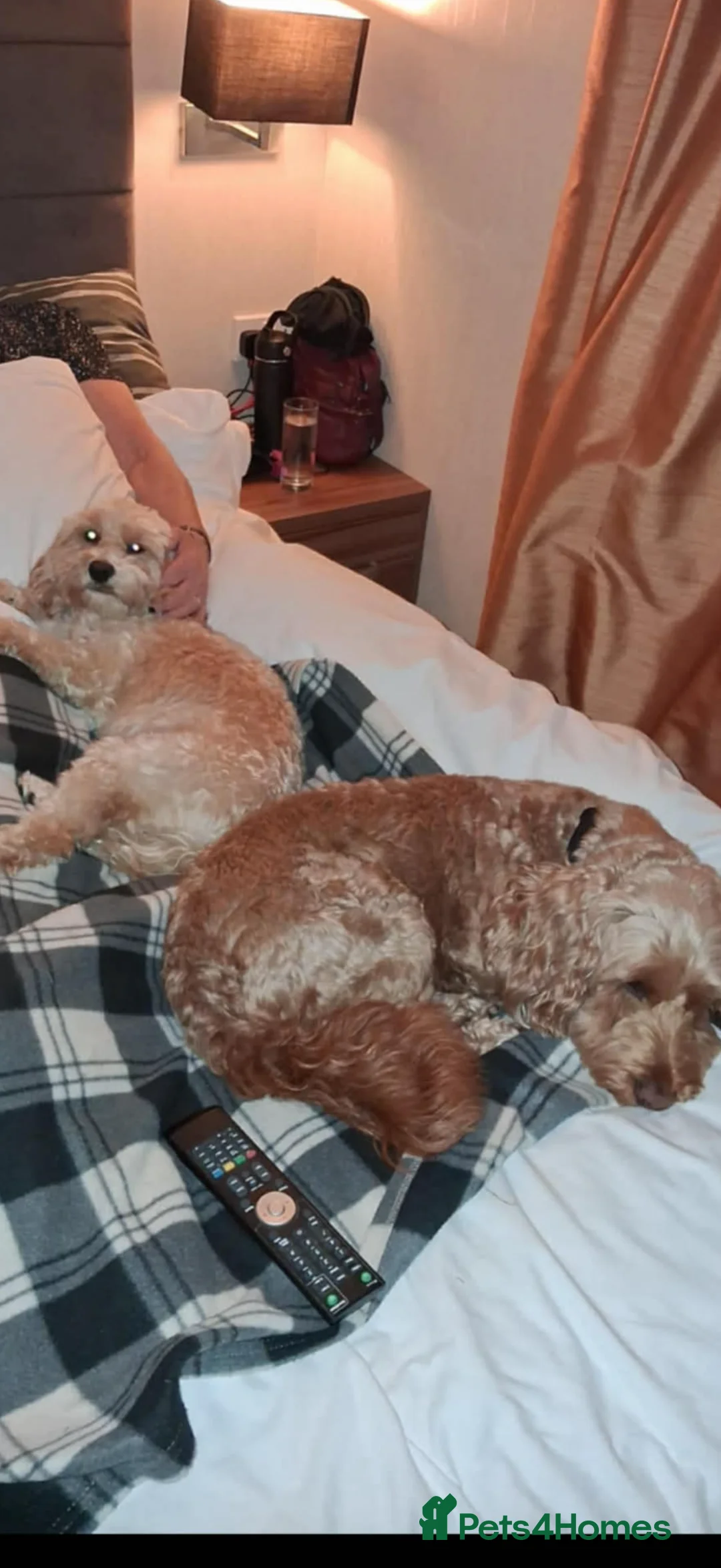 Cockapoo dogs for sale: cockapoo puppies for sale  in Calne - Advert 2