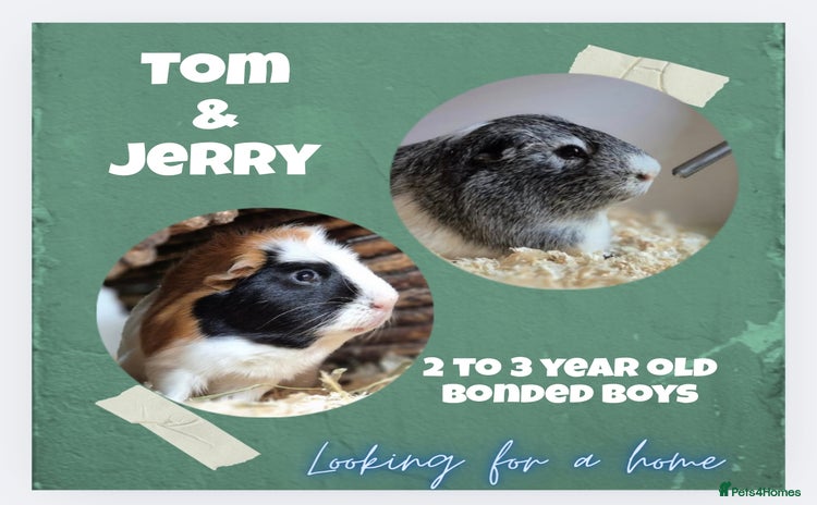 Guinea Pig rodents - Advert 2