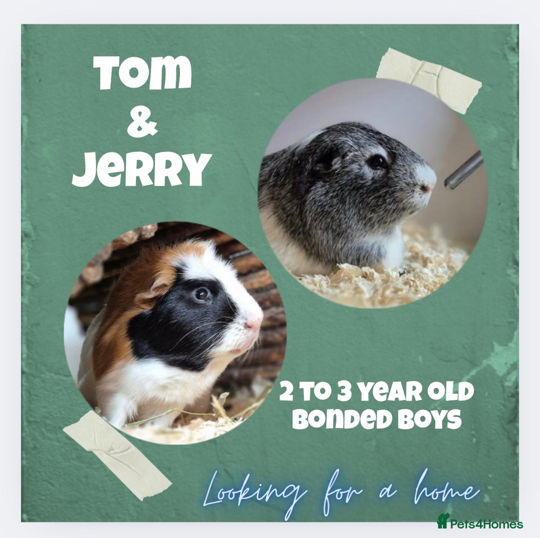 Guinea Pig rodents for sale: Tom & Jerry Guinea pigs - Image 1