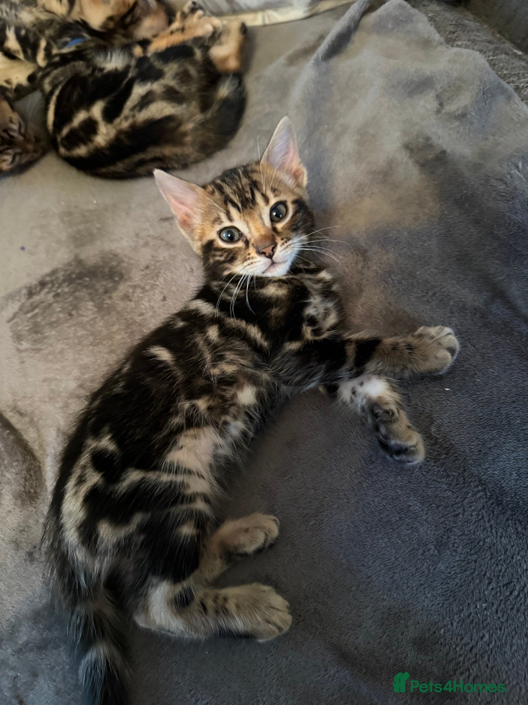 Bengal cats for sale: LAST ONE! Stunning Bengal kittens - Advert 19