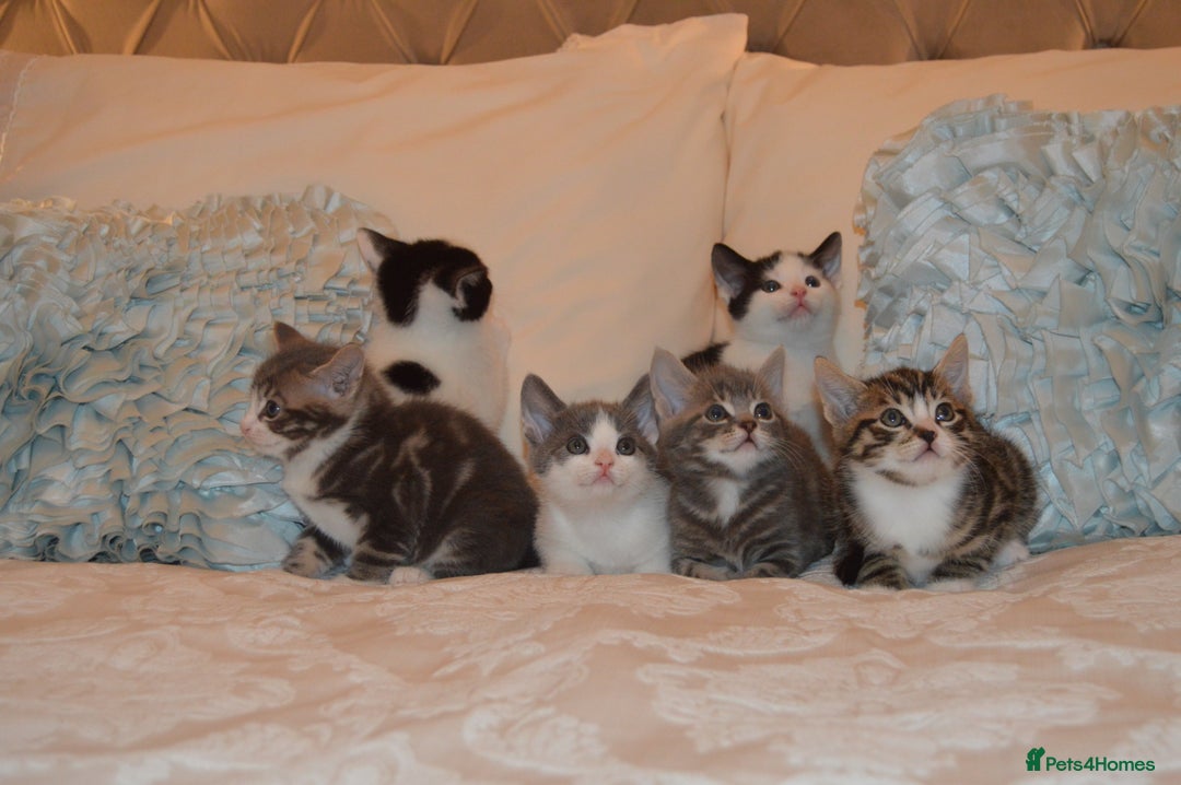 Mixed Breed cats for sale: 6 Adorable Playful Kittens for Sale - Image 15