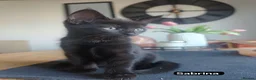 Mixed Breed cats for sale: Mixed Maine Coon Kittens :) - Advert 5