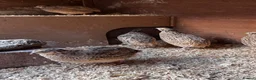Quail poultry for sale: Female quail  in Ipswich - Advert 4