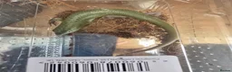 Skink reptiles for sale: Male Emerald tree skink in Warlingham - Advert 3