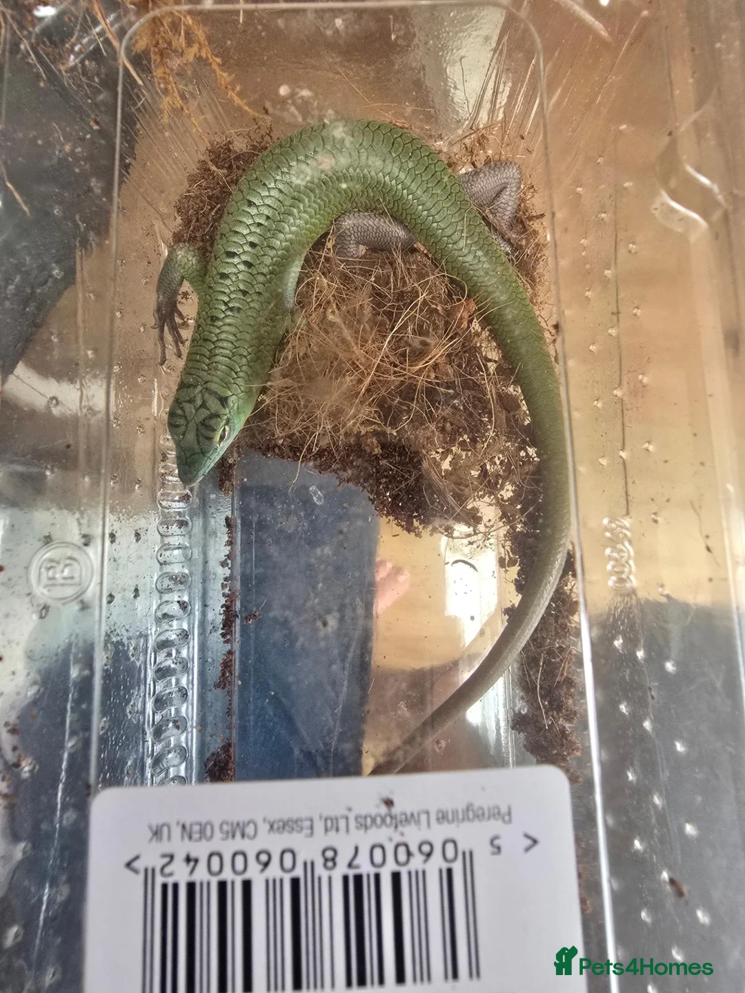 Skink reptiles for sale: Male Emerald tree skink in Warlingham - Advert 3