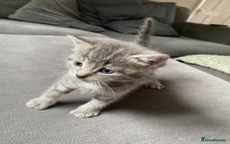 Mixed Breed cats for sale: Stunning kittens  - Image 8