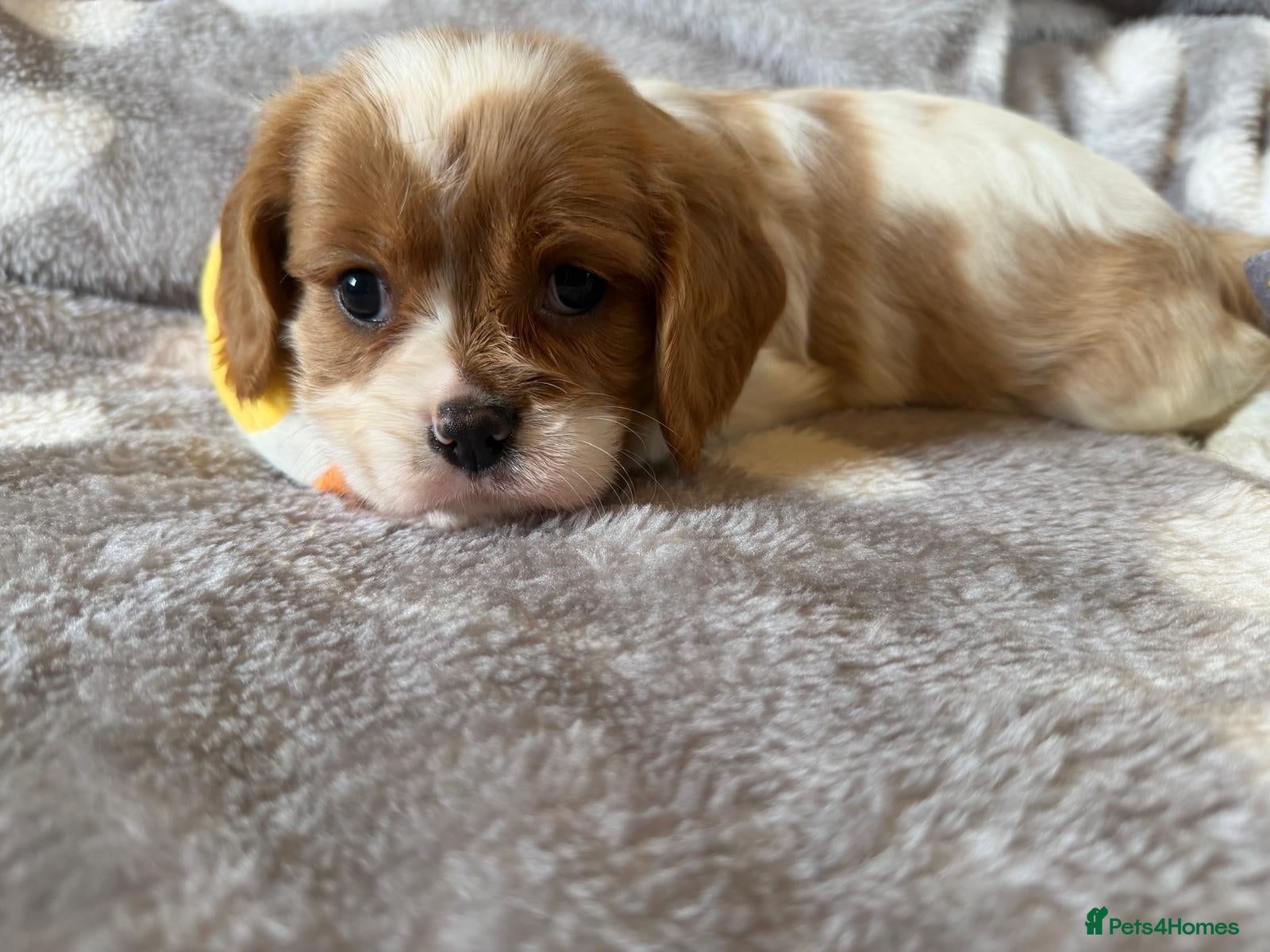 Cavalier King Charles Spaniel dogs Health tested and KC Registered  - Advert 2