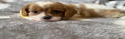 Cavalier King Charles Spaniel dogs for sale: Health tested and KC Registered  - Advert 2