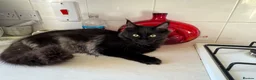 Maine Coon cats for sale: Exceptional pedigree MaineCoon female - Sprite - Advert 15