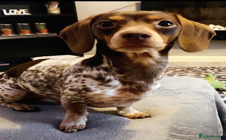 Miniature Dachshund dogs Miniature dachshund for stud with ticking  - Advert 2