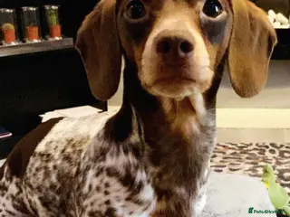 Miniature Dachshund dogs Miniature dachshund for stud with ticking - Advert 3