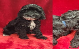 Cockapoo dogs for sale: 3 Stunning Black F1 Show Type Cockapoos  in Mansfield - Image 1