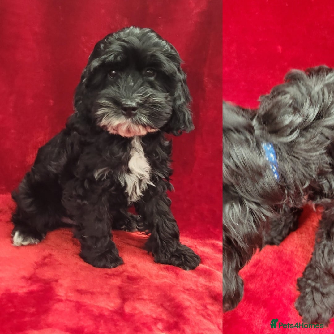 Cockapoo dogs for sale: 3 Stunning Black F1 Show Type Cockapoos  in Mansfield - Image 1