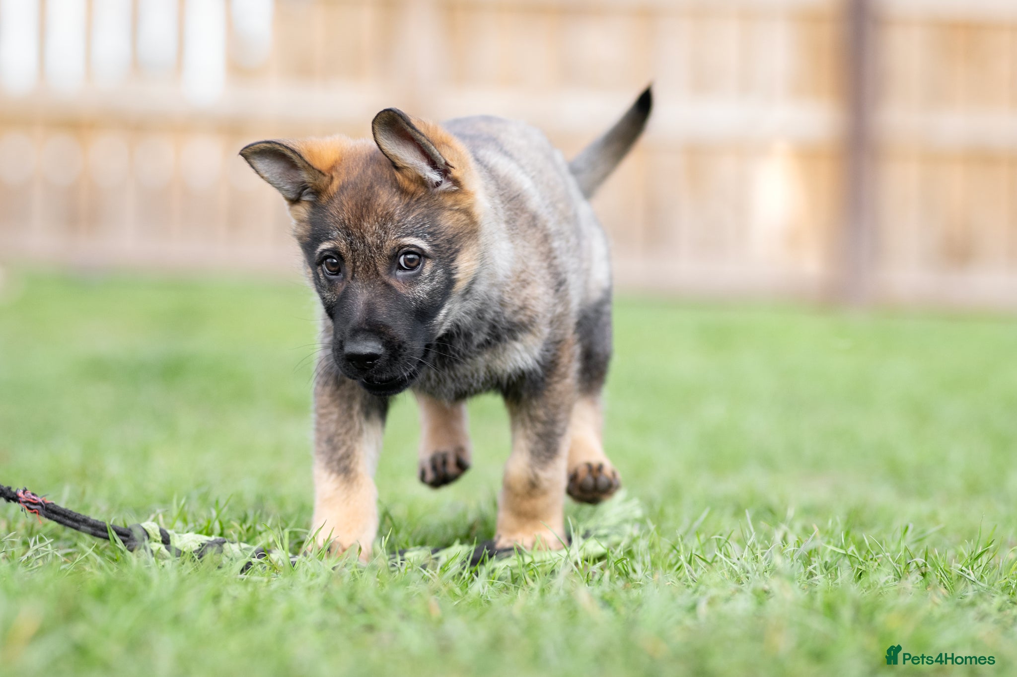 German Shepherd dogs 1st pick KC dog  - Advert 2