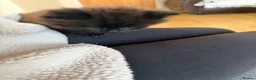 Maine Coon cats for sale: X3 Maine Coon Tabbys  - Advert 15