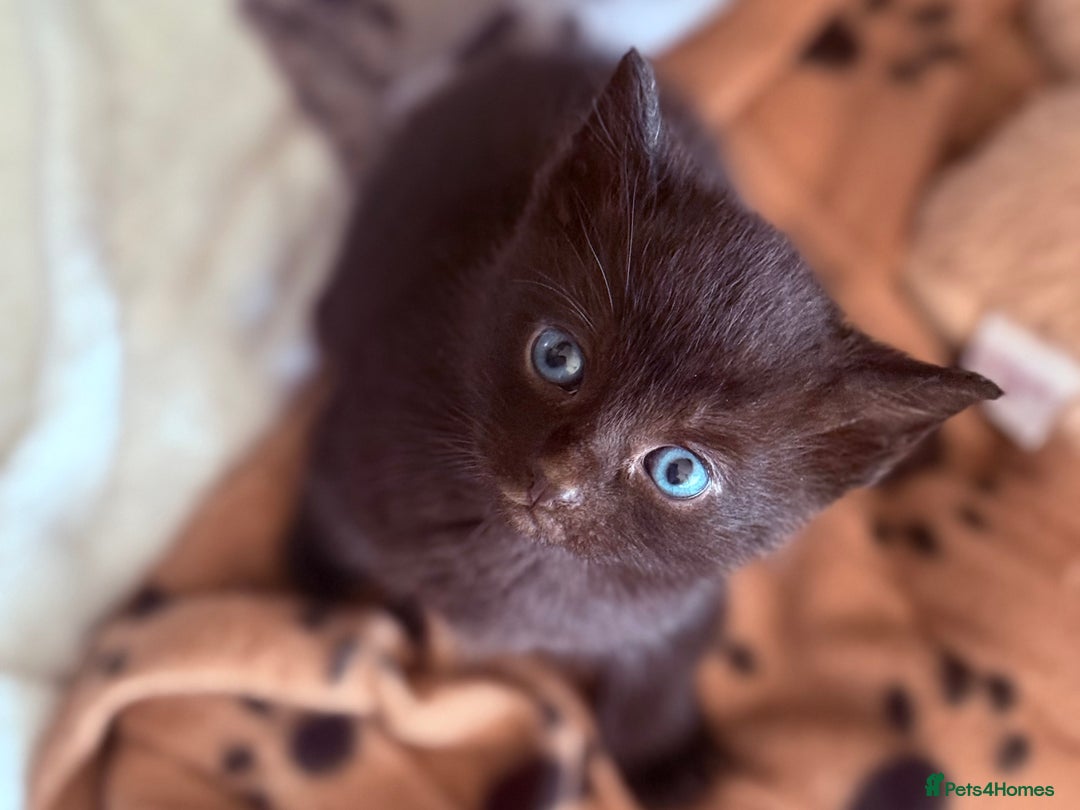 Domestic Shorthair cats for sale: Beautiful kittens - tabby and ginger mix - Advert 4