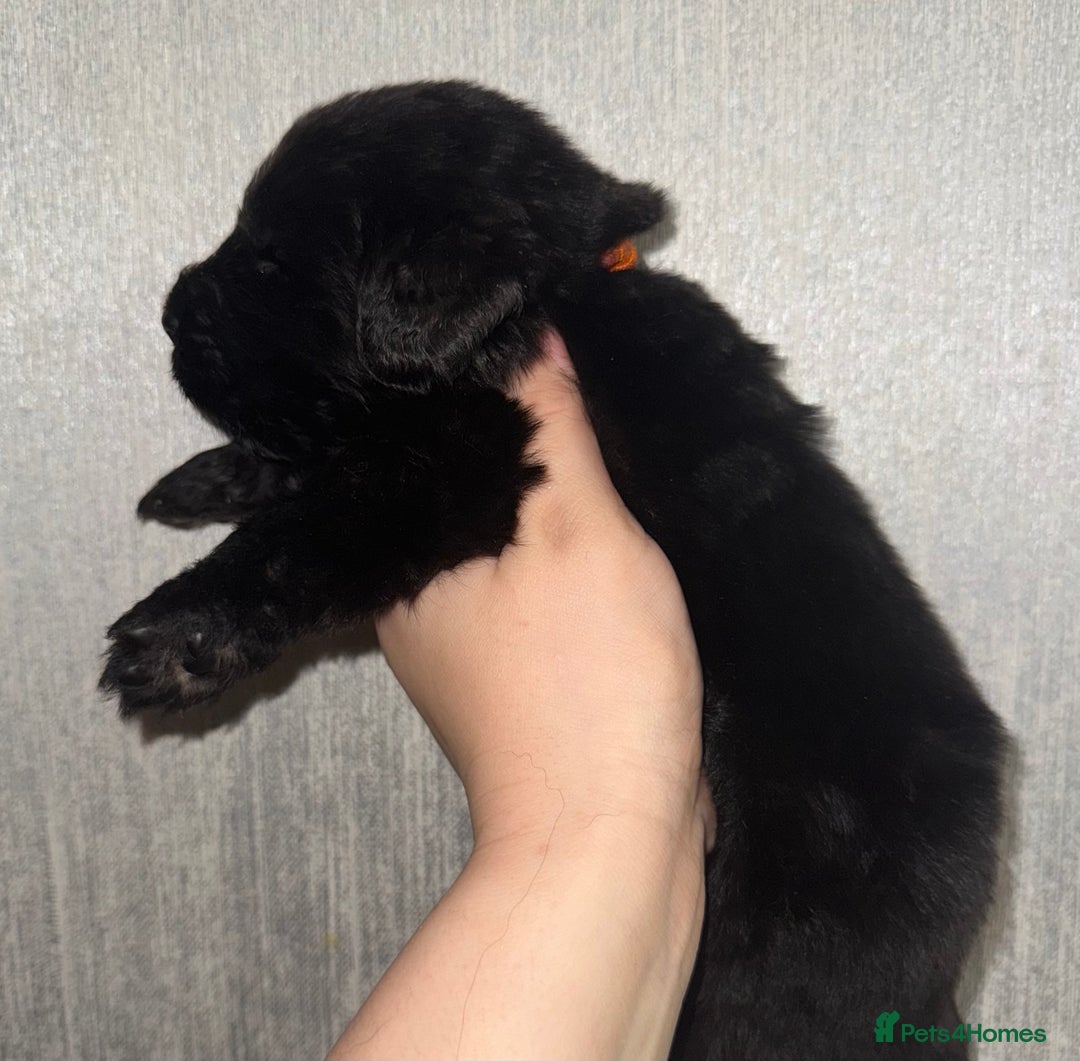 Newfoundland dogs for sale: Stunning Newfoundland Puppies Kc Reg 🐾  - Advert 8
