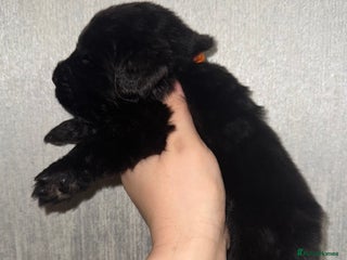 Newfoundland dogs Stunning Newfoundland Puppies Kc Reg 🐾 - Advert 4