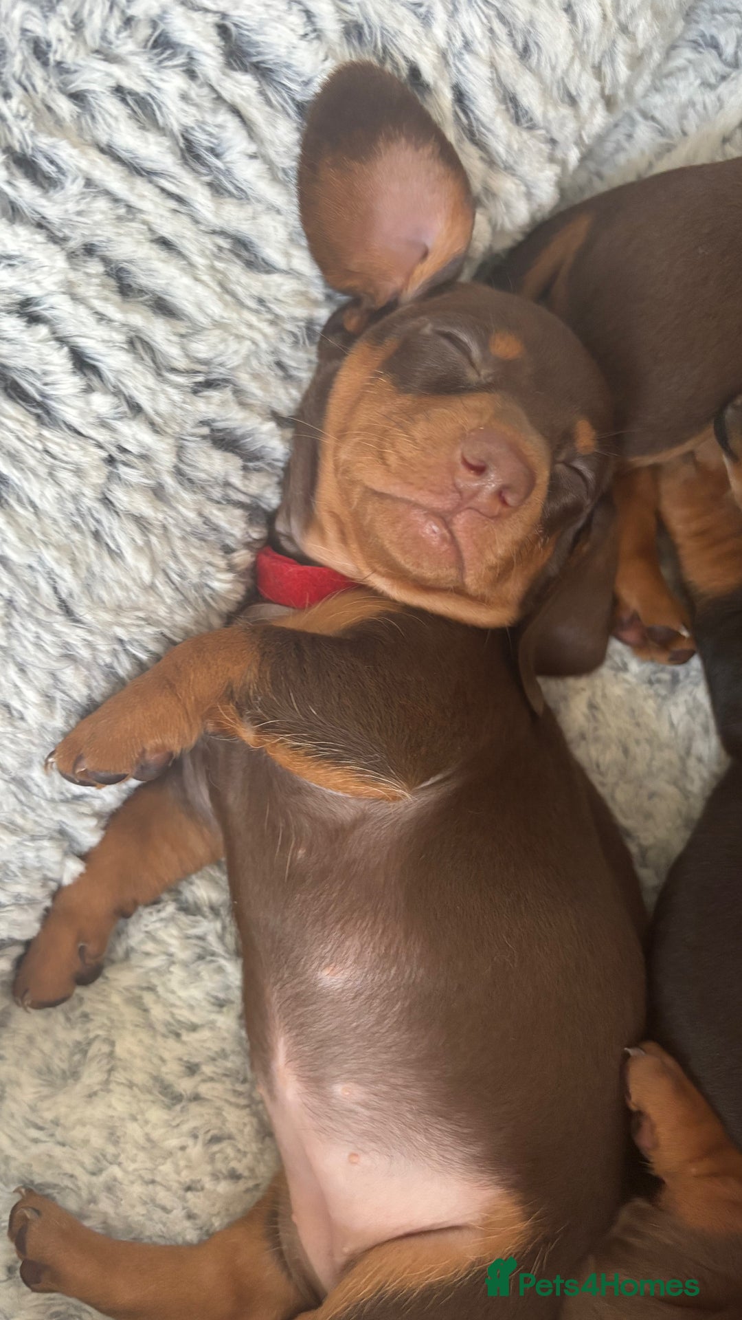 Dachshund dogs for sale: 4 lovely Girl dachshunds Ready to leave! - Image 8