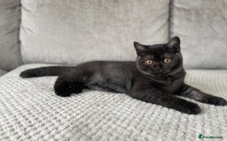 British Shorthair cats for sale: 🔥🖤 RARE BLACK SMOKED MALE BRITISH SHORTHAIR 🔥🖤 - Image 4