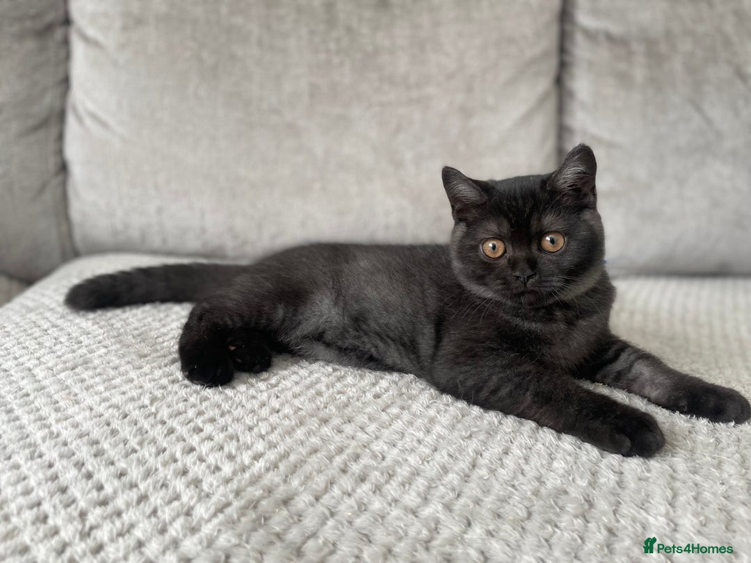British Shorthair cats for sale: 🔥🖤 RARE BLACK SMOKED MALE BRITISH SHORTHAIR 🔥🖤 - Image 4
