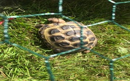 Tortoise reptiles for sale: Horsfield Tortoise  - Image 2