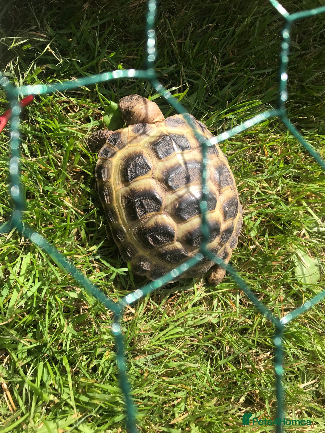 Tortoise reptiles for sale: Horsfield Tortoise  - Image 2