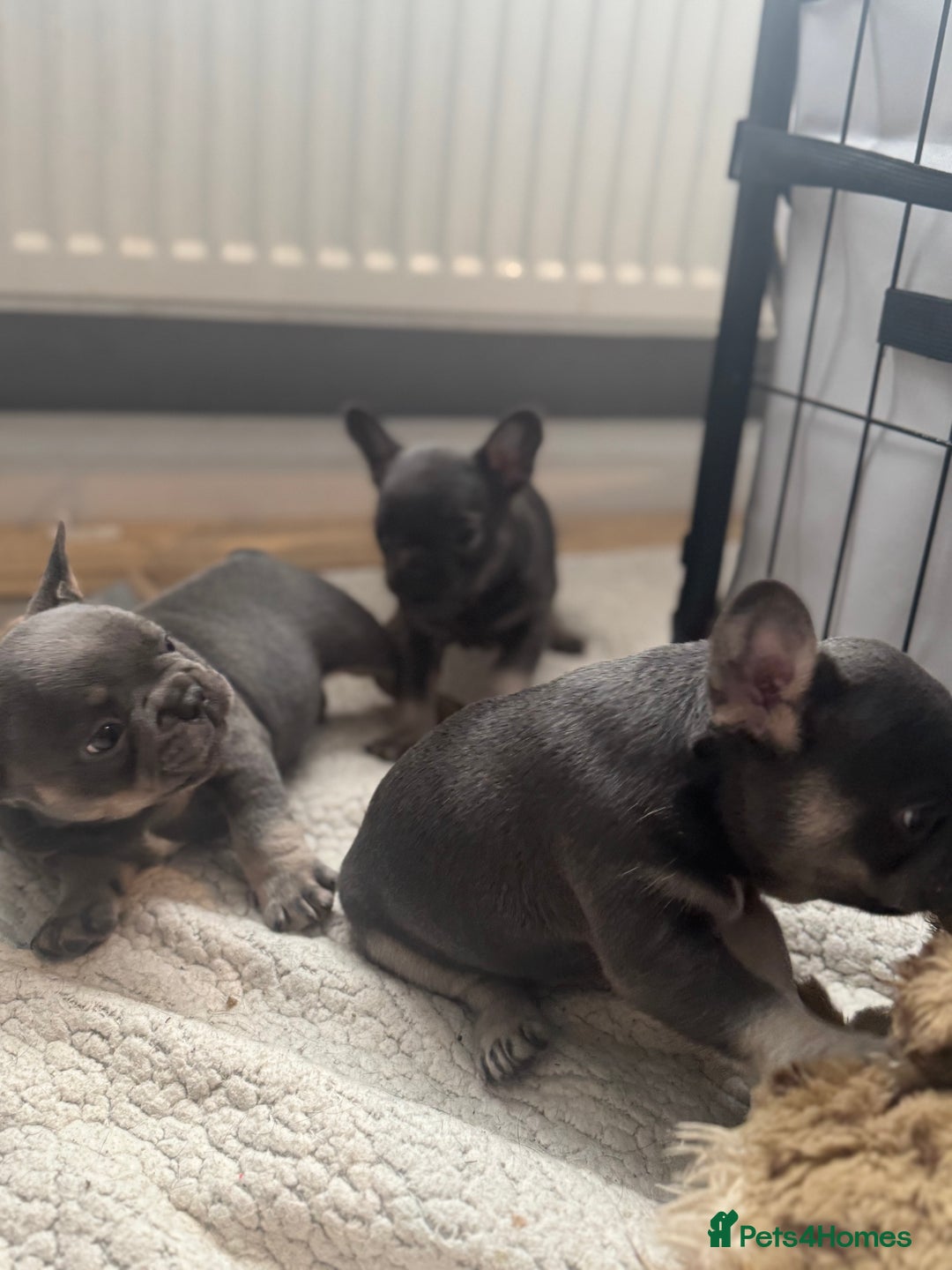 French Bulldog dogs for sale: French Bulldog Puppies - Advert 3