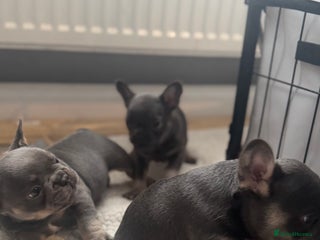 French Bulldog dogs French Bulldog Puppies - Advert 1