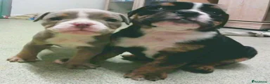 English Bulldog 1