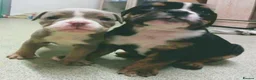 English Bulldog dogs for sale: New English bulldog puppies - Advert 15