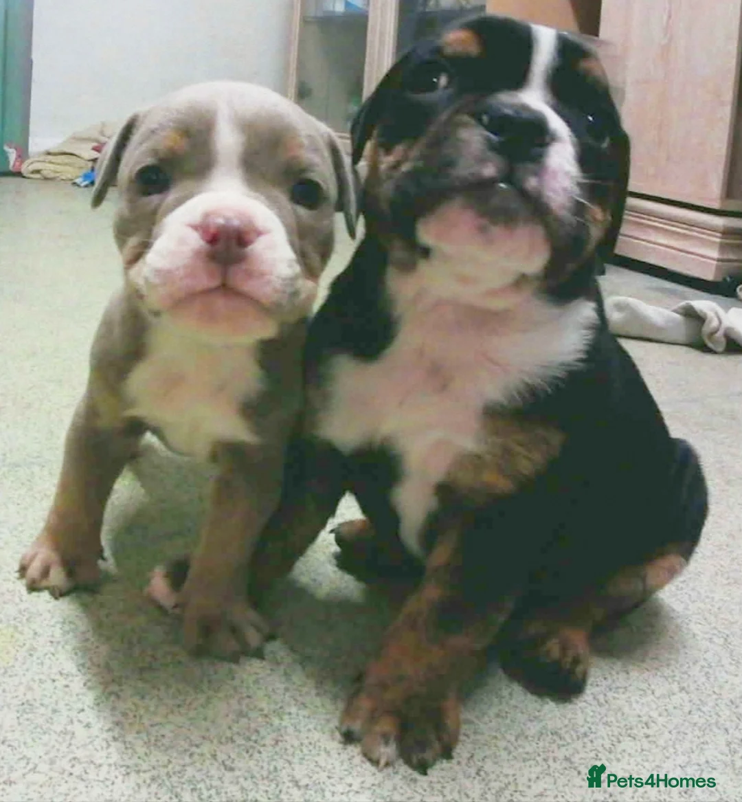 English Bulldog dogs for sale: New English bulldog puppies - Advert 15