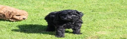 Cockapoo dogs for sale: Beautiful Cockapoo puppies for sale  in Llanelli - Advert 9