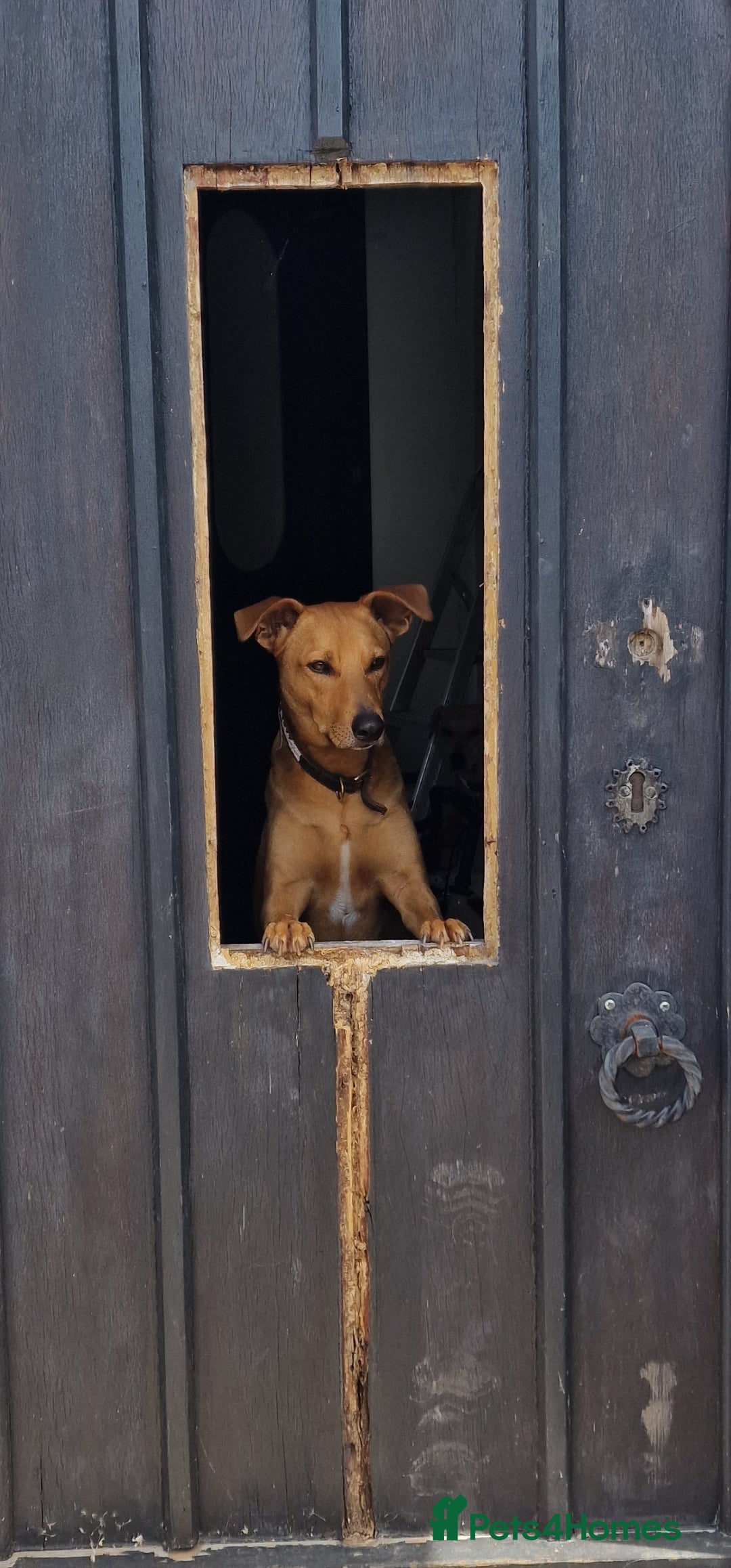 Mixed Breed dogs for adoption: Jimmy is looking for an amazing home - Image 27