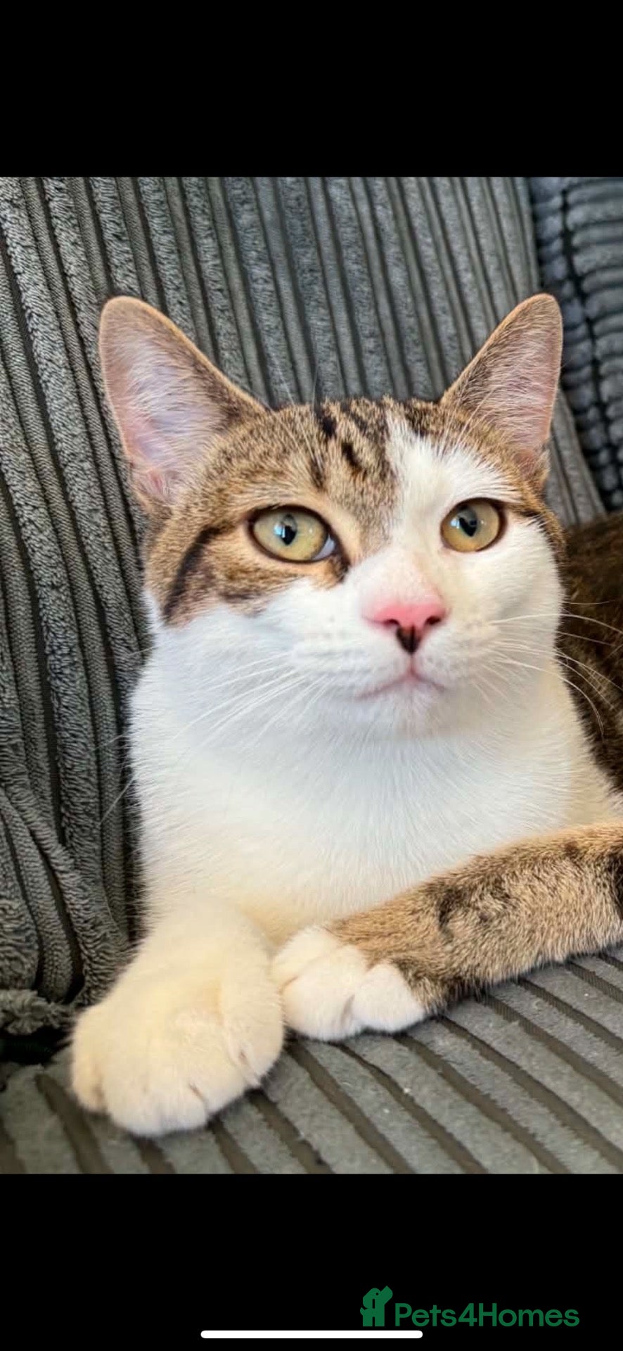 Mixed Breed cats Male tabby and white cat  - Advert 3